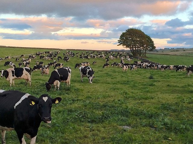Cows on farm in Yorkshire photo by  RF Vila